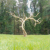 Sculpture arbre decoratif 1 Sculpture arbre décoratif