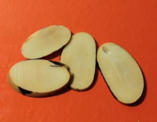 Ivoire végétal3